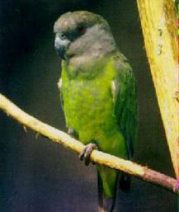 Ниамниамский длиннокрылый попугай (Poicephalus crassus) - 
