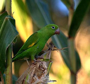 Желтокрылый тонкоклювый попугай (Brotogeris chiriri) - 