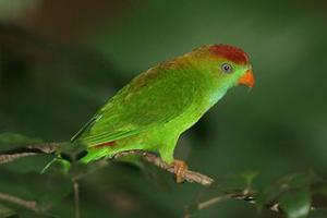Цейлонский висячий попугайчик (Loriculus beryllinus) - 