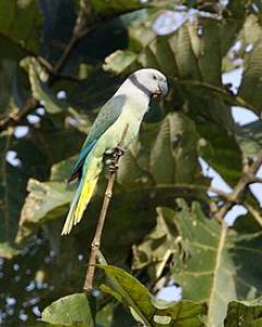 Малабарский кольчатый попугай (Psittacula columboides) - 