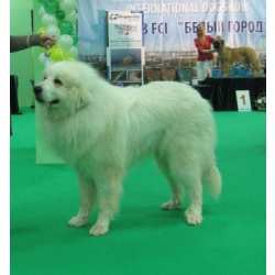 Щенки Пиренейской Горной собаки в Белгороде