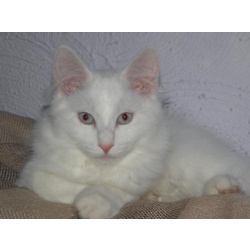 Котята японского бобтейла с голубыми глазами.