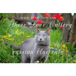 русские голубые котята Sheer Love от Чемпиона Мира в Краснодаре