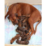 Kлубные щенки родезийского риджбека