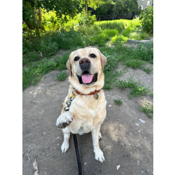 🏡 Лабрадор Беня ищет ПОСТОЯННЫЙ дом! 🐕