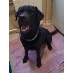 У Дэни две недели на поиски дома!