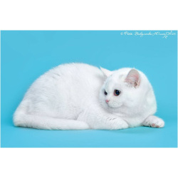Белая шотландская прямоухая кошка