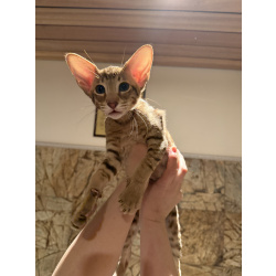 Ориентальные котята
