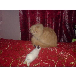 Персидский кот на вязку
