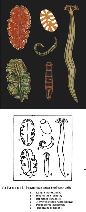 Черви в аквариуме (Турбелярии - Turbellaria, ресничные черви)