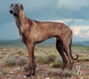 Борзые породы собак - Африканис (львиные собаки)