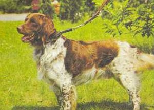 Легавые породы собак - Малая мюнстерлендерская легавая (Малый Мюнстерлендер)