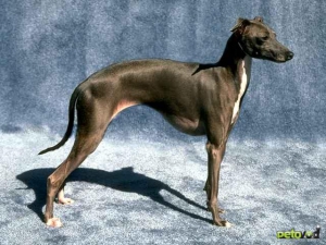 Борзые породы собак - Левретка (Малая итальянская борзая)