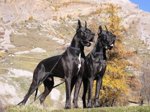 Породы собак для защиты - Немецкий дог