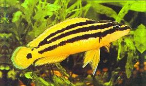 Юлидохромис орнатус или Попугай золотой (Julidochromis ornatus) - 