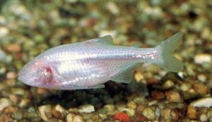 Рыба слепая (Astyanax mexicanus) - 