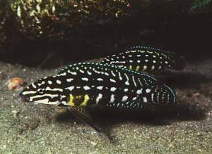 Юлидохромис Марлиера. Юлидохромис сетчатый (Julidochromis marlieri) - 