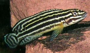 Юлидохромис Регана (Julidochromis regani) - 