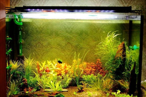 Как сделать аквариум своими руками из стекла: фото, видео
