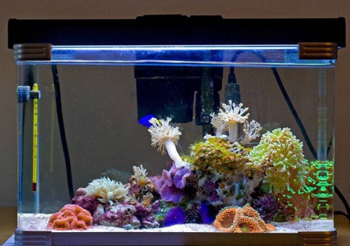 Декорации для аквариума. Псевдоморе. Коралл в аквариум своими руками. #8 Аквариумный эксперимент.