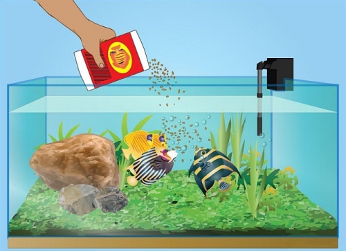 Разведение живых кормов для аквариумных рыб в домашних условиях. Хранение корма