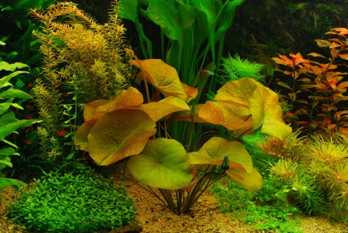 Причины и признаки заболеваний аквариумных растений