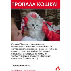 Пропал котенок- девочка 4 мес.