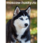 Сибирский хаски - чистокровные щенки