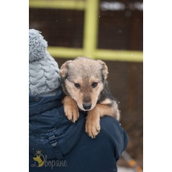 Очаровашка Харви в поиске дома