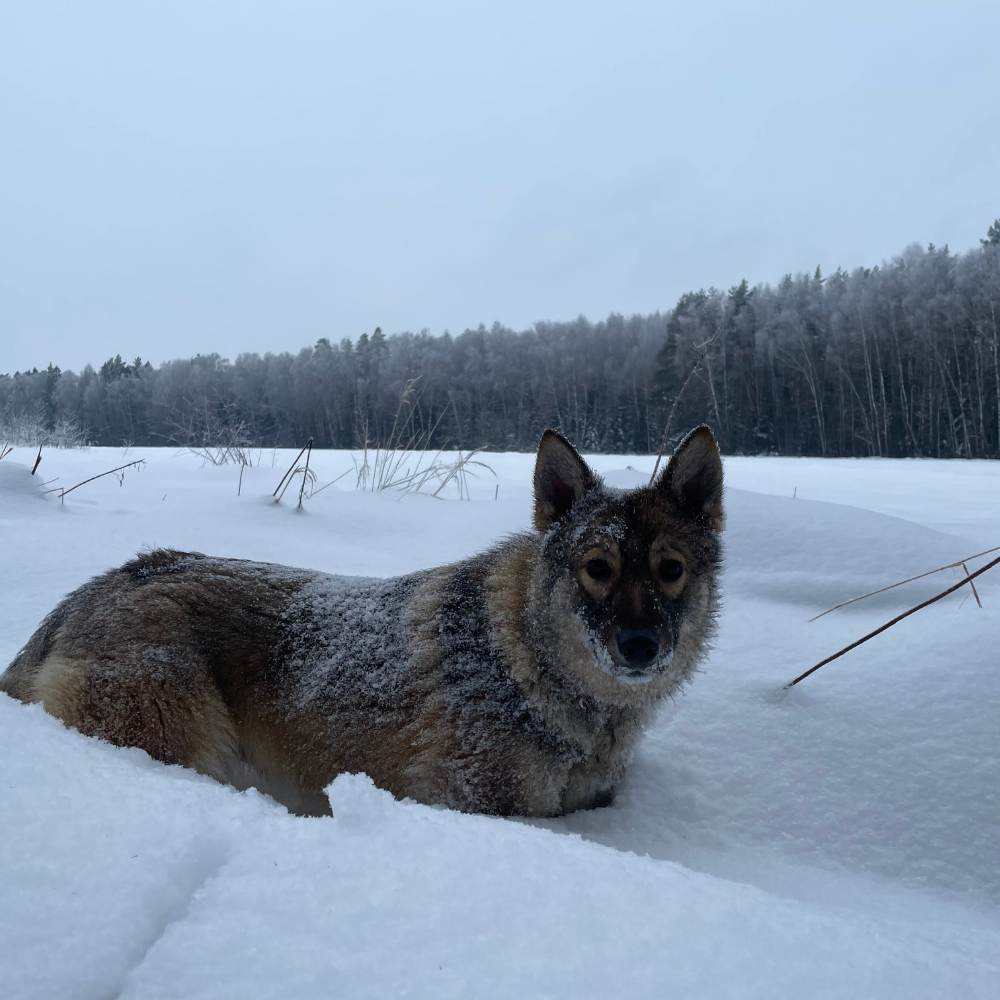 Собаки клин