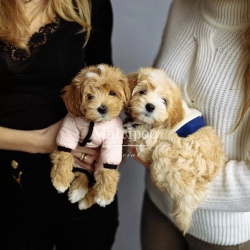 Купить собаку Maltipoo