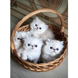 Персидская кошка: описание, фото, характер, цена, сколько стоит