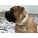 Южноафрикански мастиф - Boerboel кученца