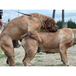 Южноафрикански мастиф - Boerboel кученца