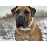 Южноафрикански мастиф - Boerboel кученца