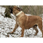 Южноафрикански мастиф - Boerboel кученца