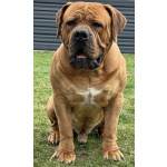 Южноафрикански мастиф - Boerboel кученца