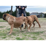 Южноафрикански мастиф - Boerboel кученца