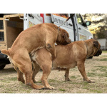 Южноафрикански мастиф - Boerboel кученца