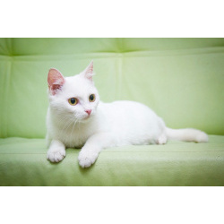 Котик Марсик – белоснежный красавец в добрые руки