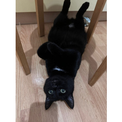 Ласковая чёрная кошка-мечтательница в дар