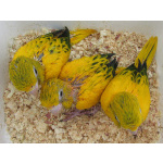 Золотая аратинга (Aratinga guarouba) ручные птенцы из европейских питомников