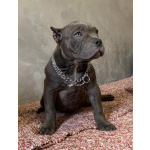 American Bully Exotic Micro щенки