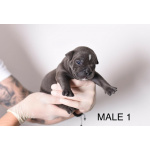 Pocket Micro American Bully щенки