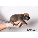 Pocket Micro American Bully щенки