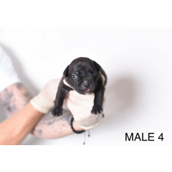 Pocket Micro American Bully щенки