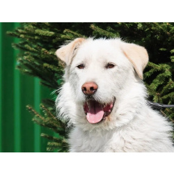 Белоснежный лохматый пёс Снежок в дар