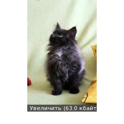 Котенок Фунтик в добрые руки!