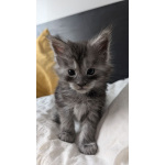 Purebred Maine Coon Kittens