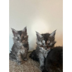 Purebred Maine Coon Kittens